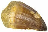 Fossil Mosasaur (Thalassotitan) Tooth - Morocco #364155-1